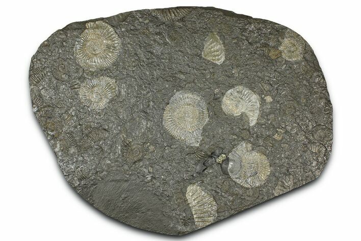 Fossil Ammonite Cluster - Posidonia Shale, Germany #368171